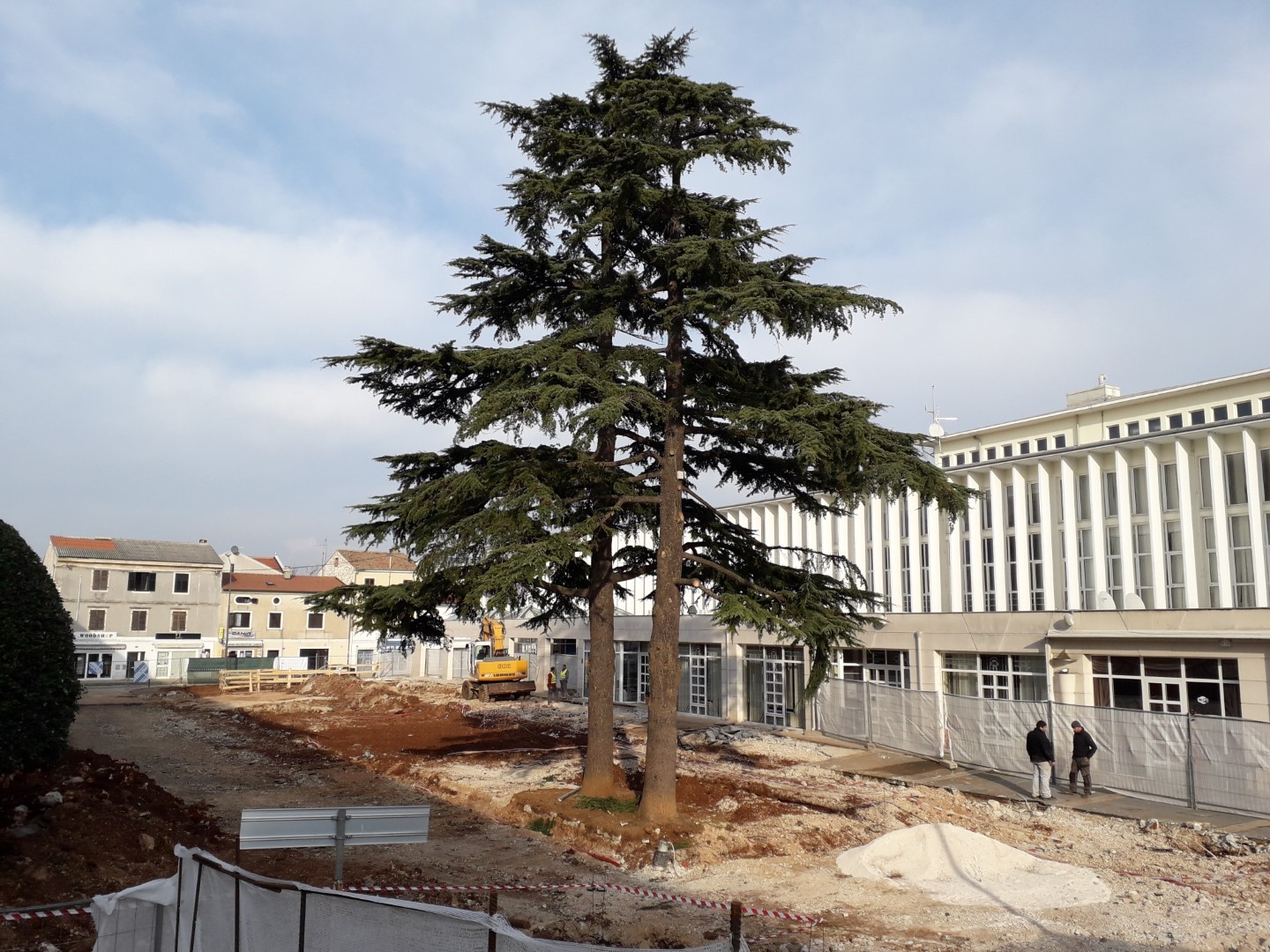 Jeste li znali da je 30. travnja Dan umaških cedrova?
